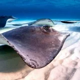 Potensi Ekspor Ikan Pari